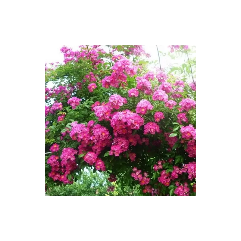 AMERICAN PILLAR plika šaknis