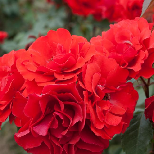 Allotria gausiai žydi plika šaknis