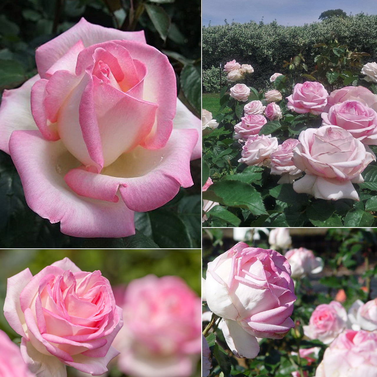 PRINCESSE DE MONACO vazone