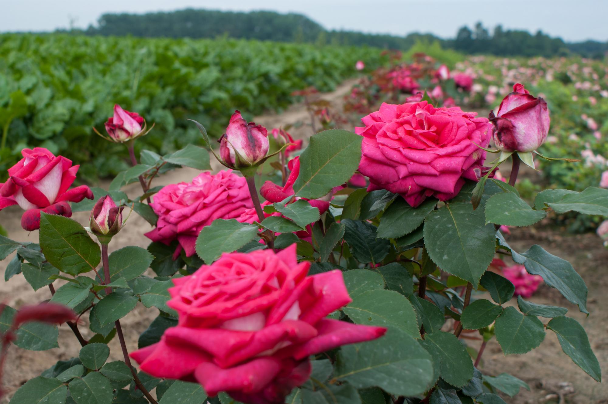 Acapella stiprus kvapas plika šaknis
