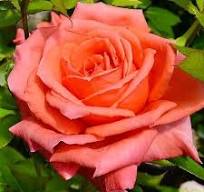 Anne Vanderlove  plika šaknis