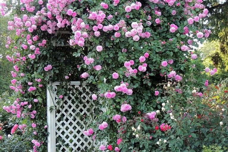 Levander Lassie pakalnučių kvapas